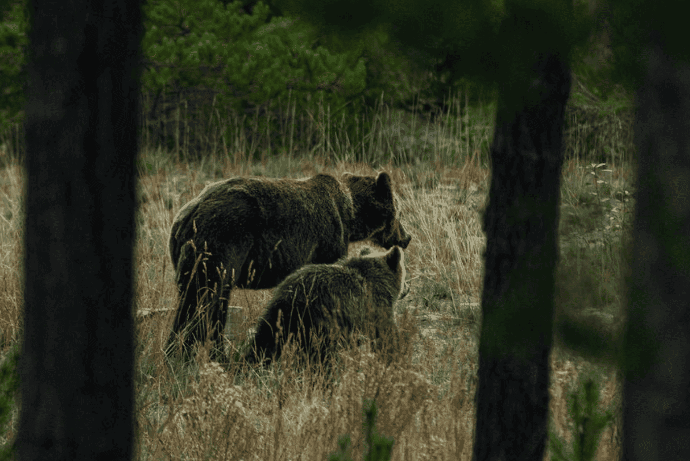 Two bears in the woods