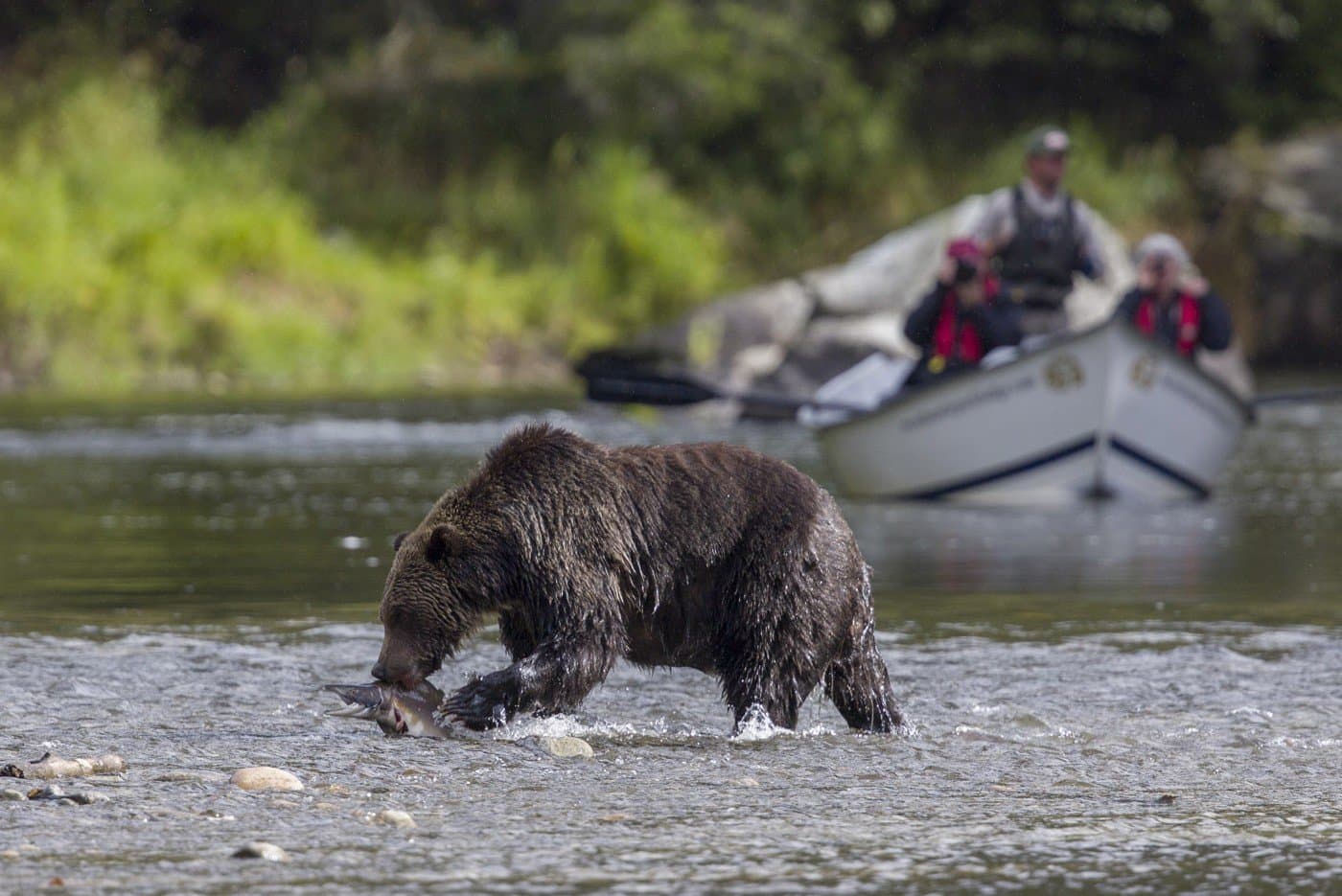 A bear fishing with an boat of photographers taking images behind it