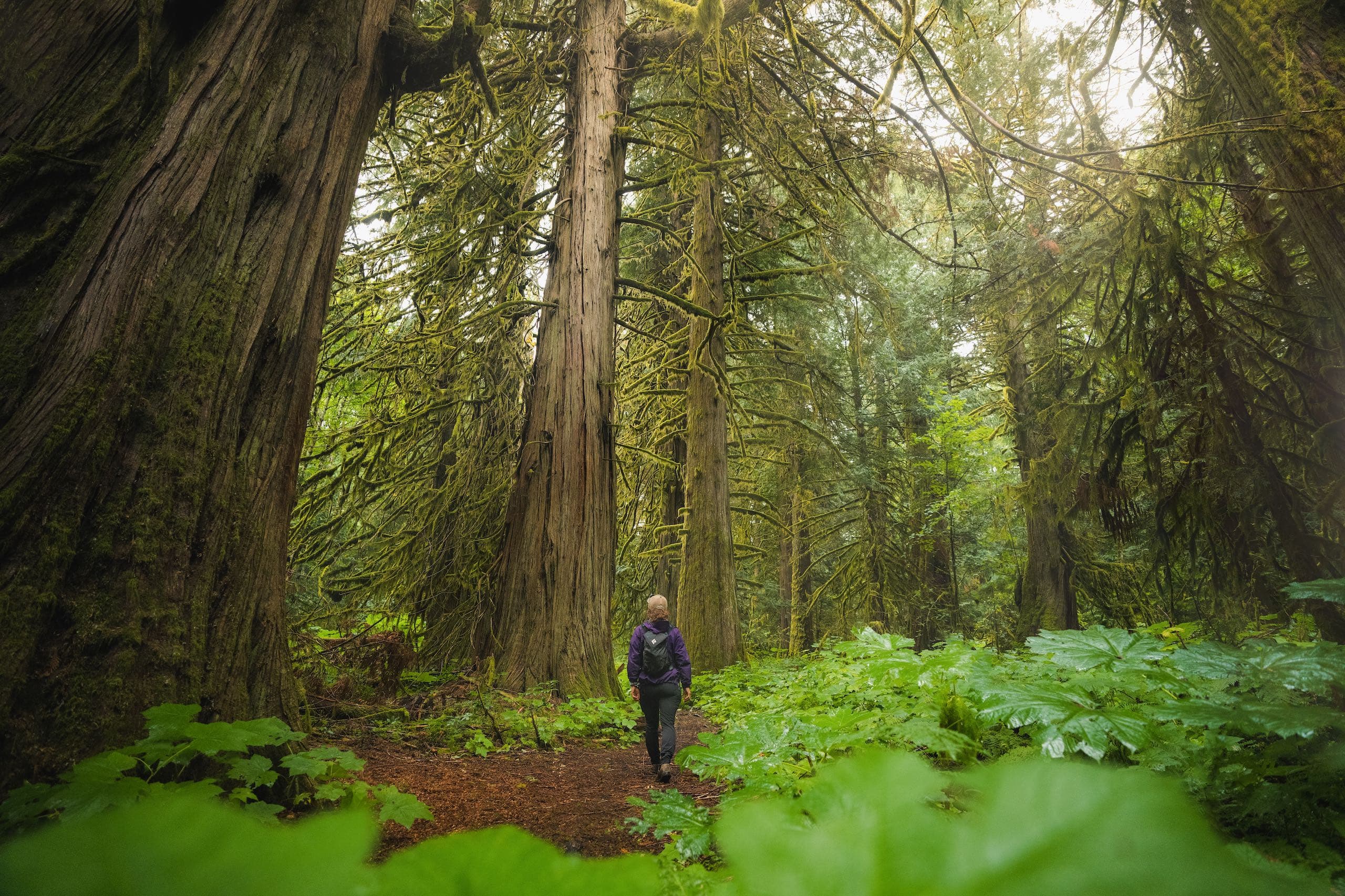 A man strolls through a lush forest, with towering trees creating a serene atmosphere.