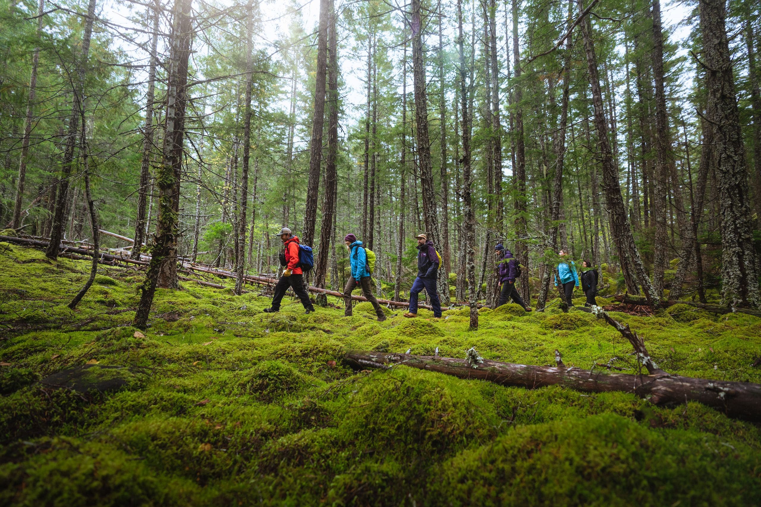 people hiking through the forest in a line