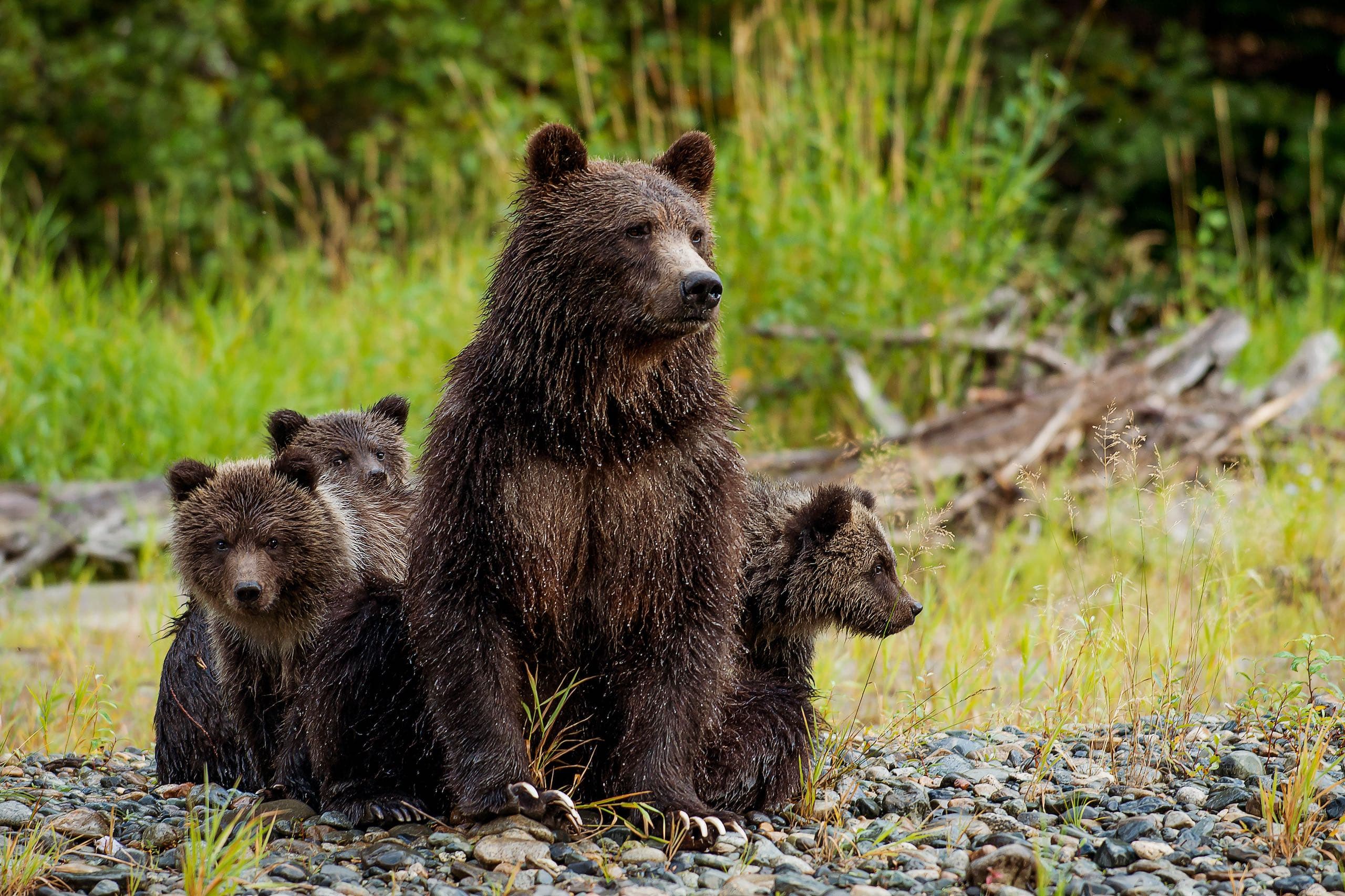 A bear and its cubs
