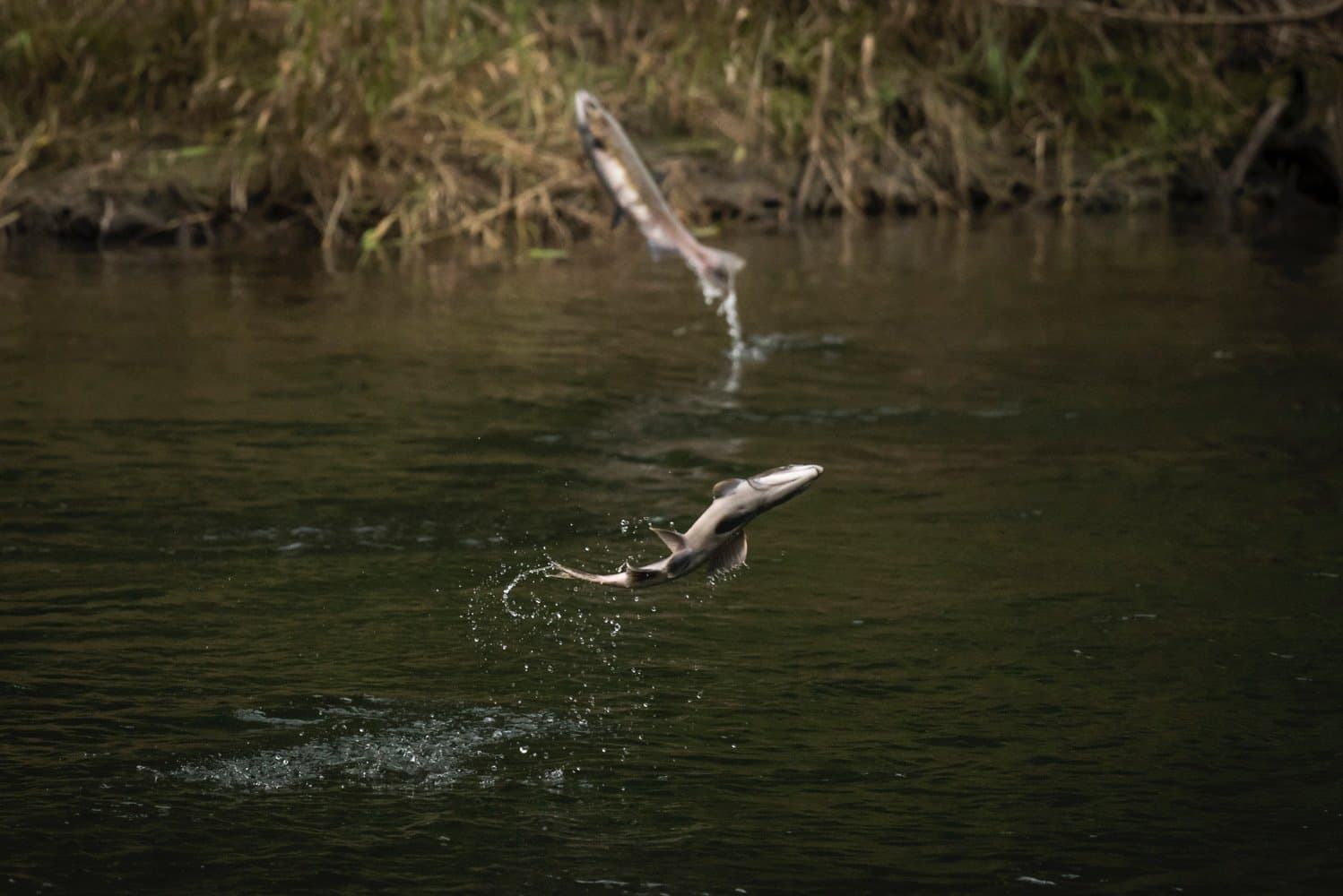Two fish jumping in a river