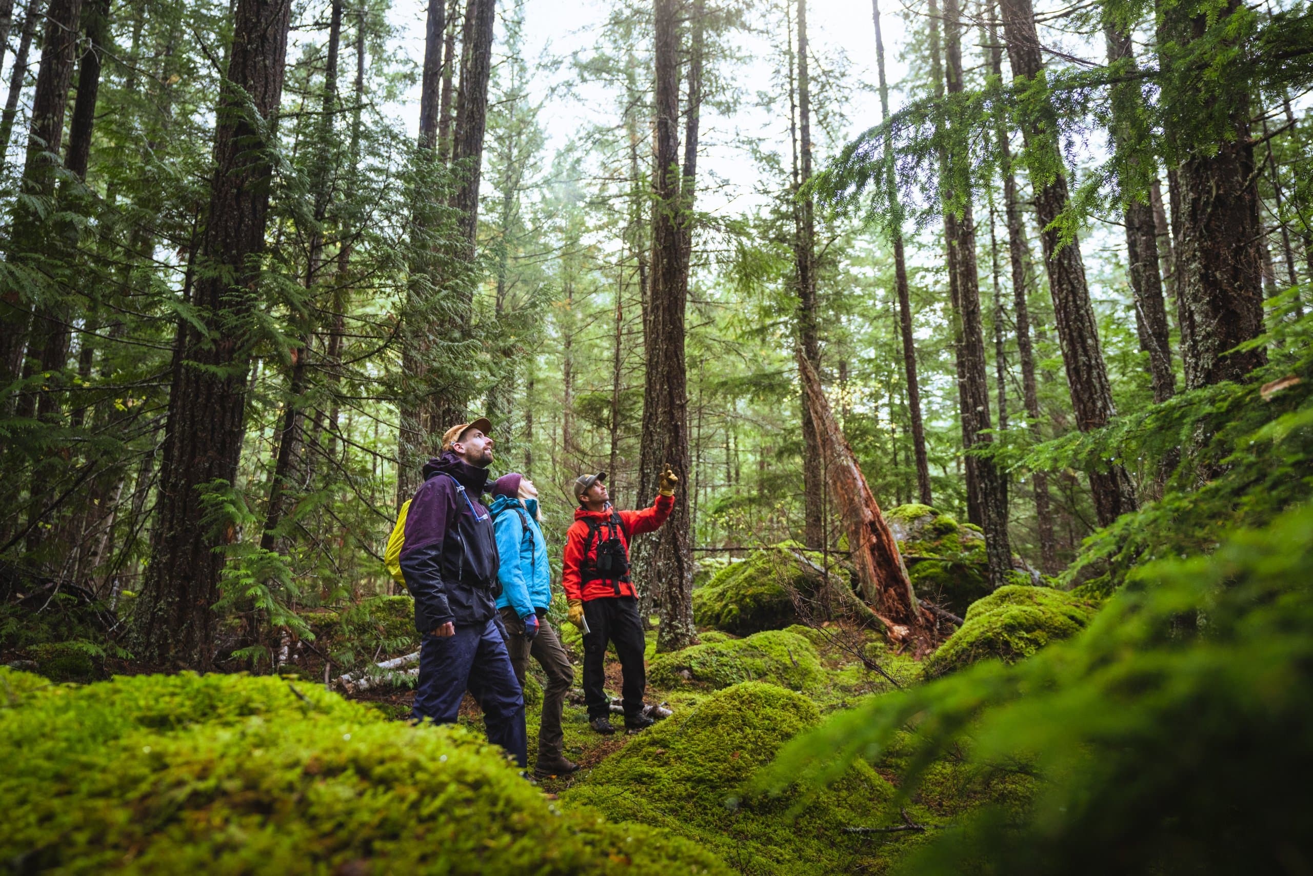 a group examining a tree with their guide in the forest
