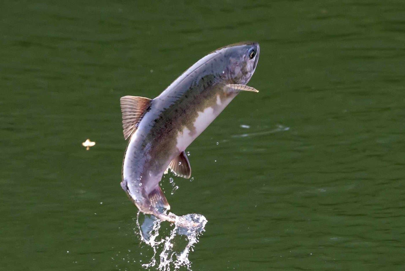 A fish jumping out of water
