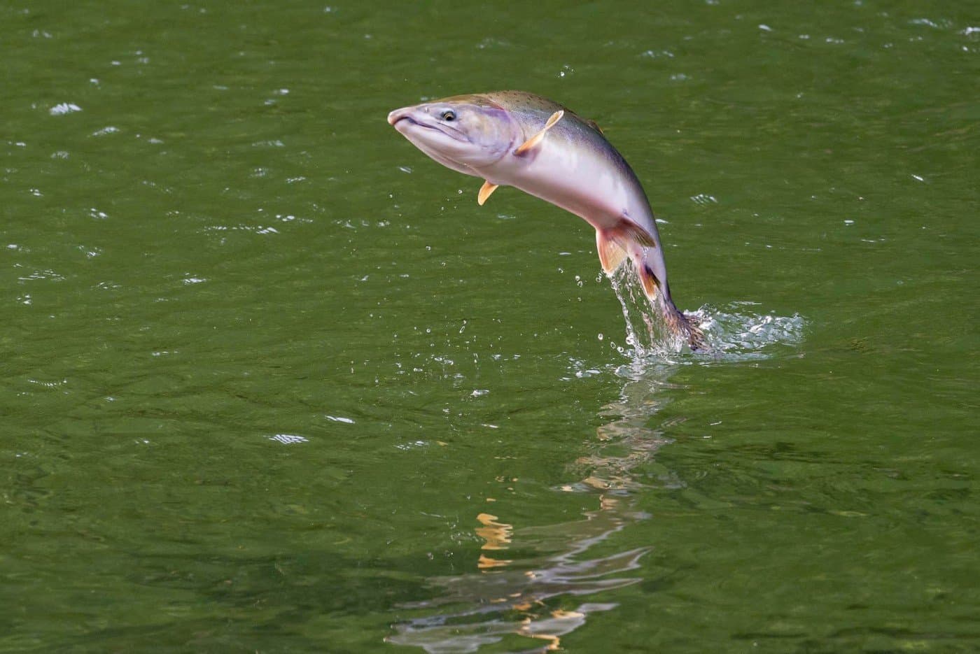 A fish jumping out of the water