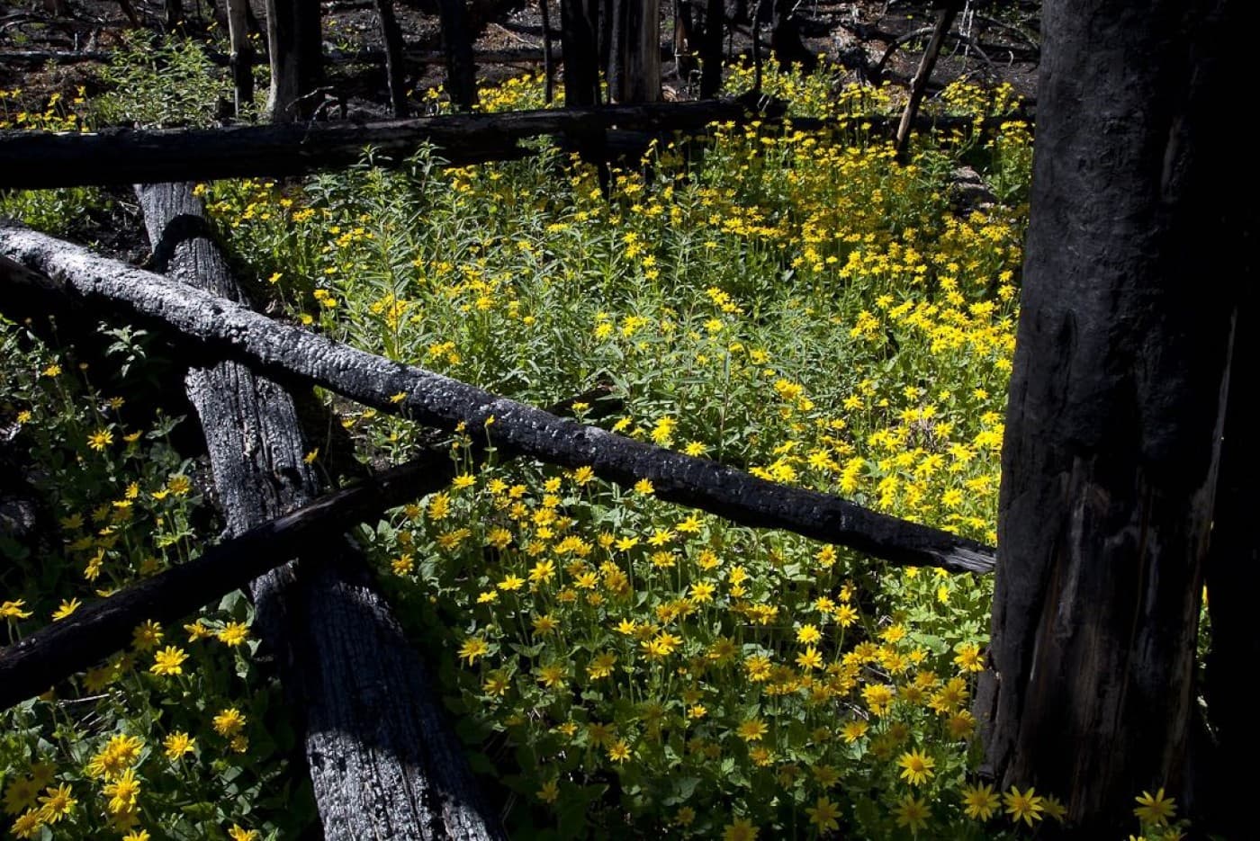 A forest filled with yellow flowers