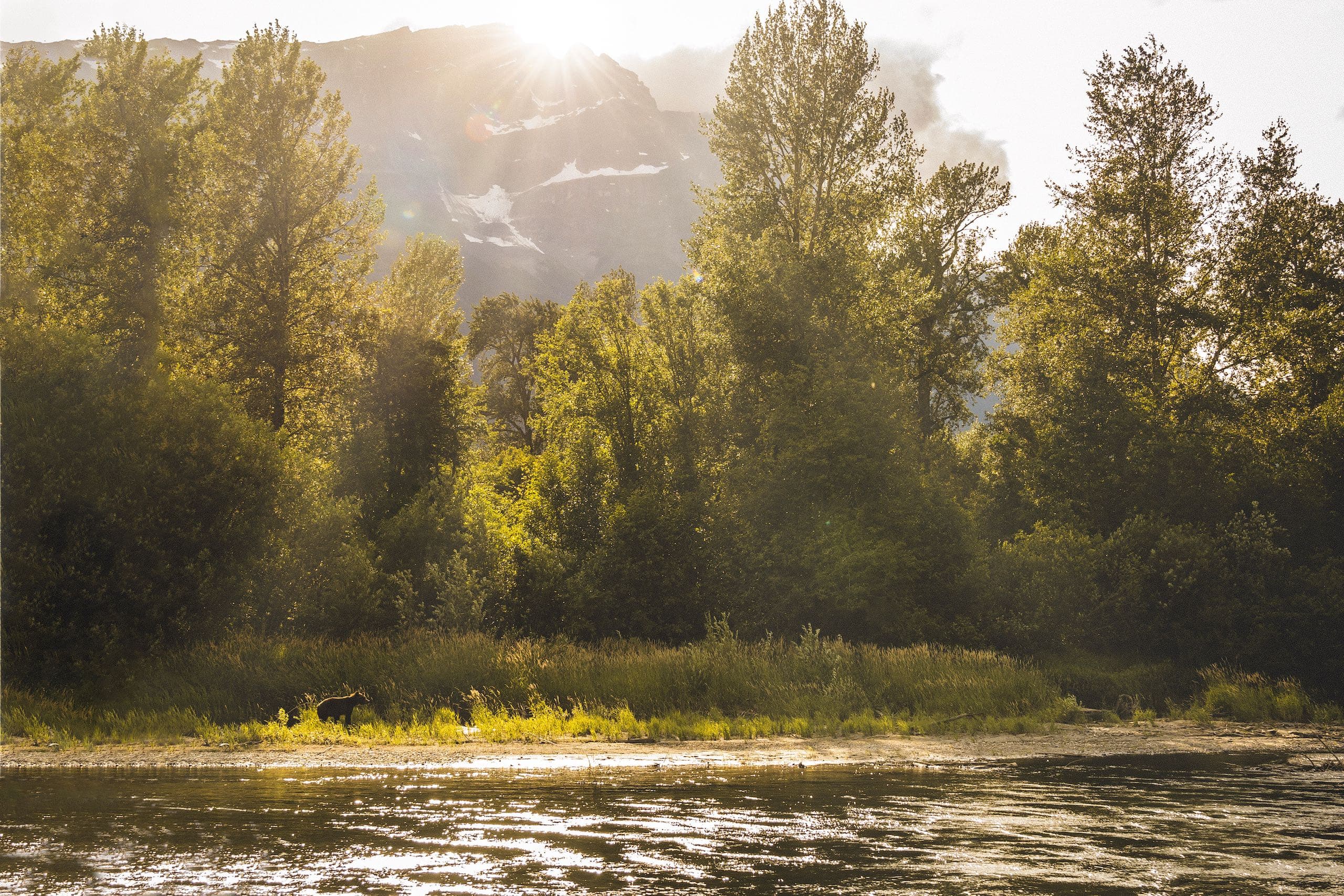 A bear walking by a river