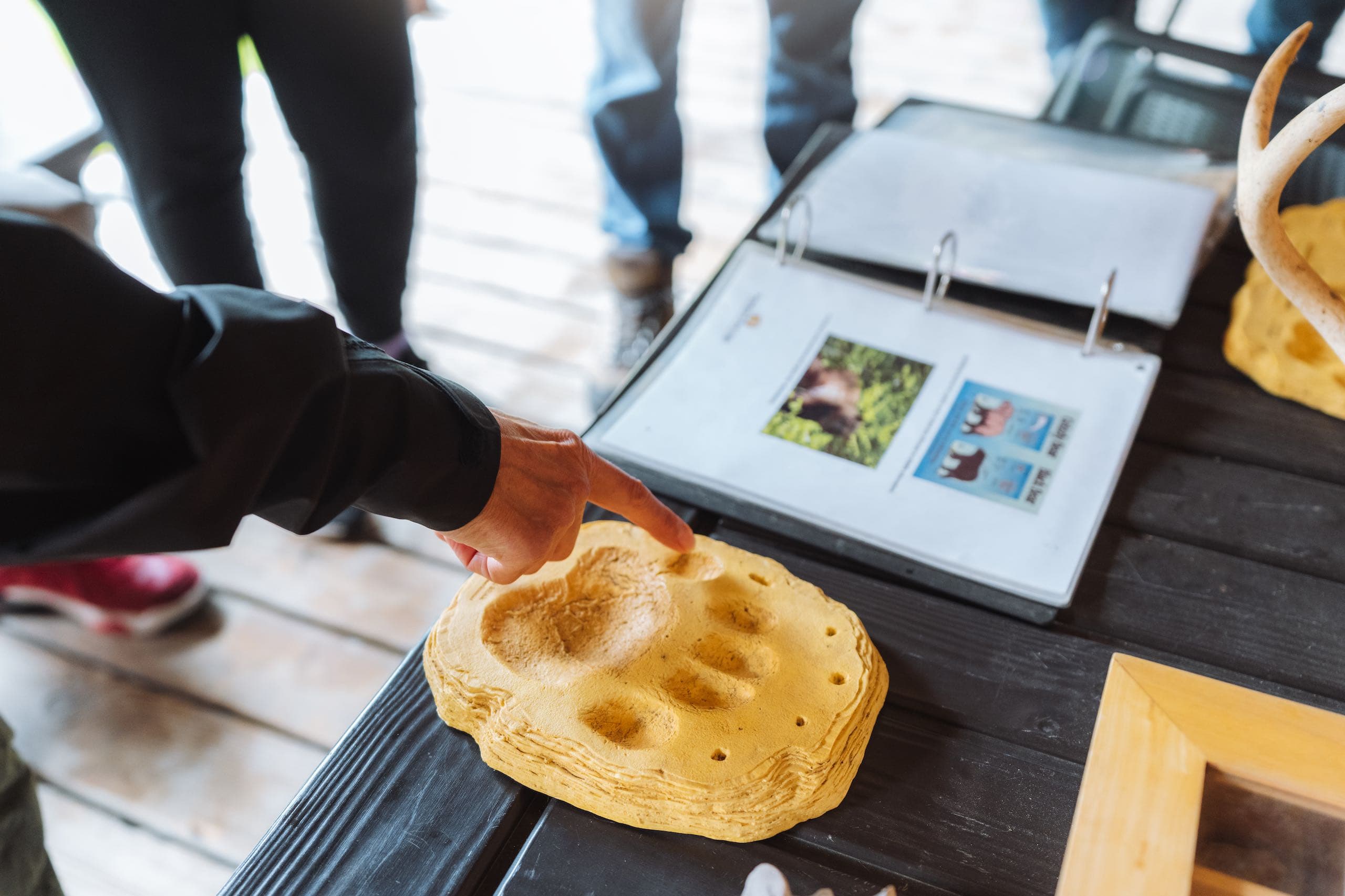 a person pointing to a bear paw print