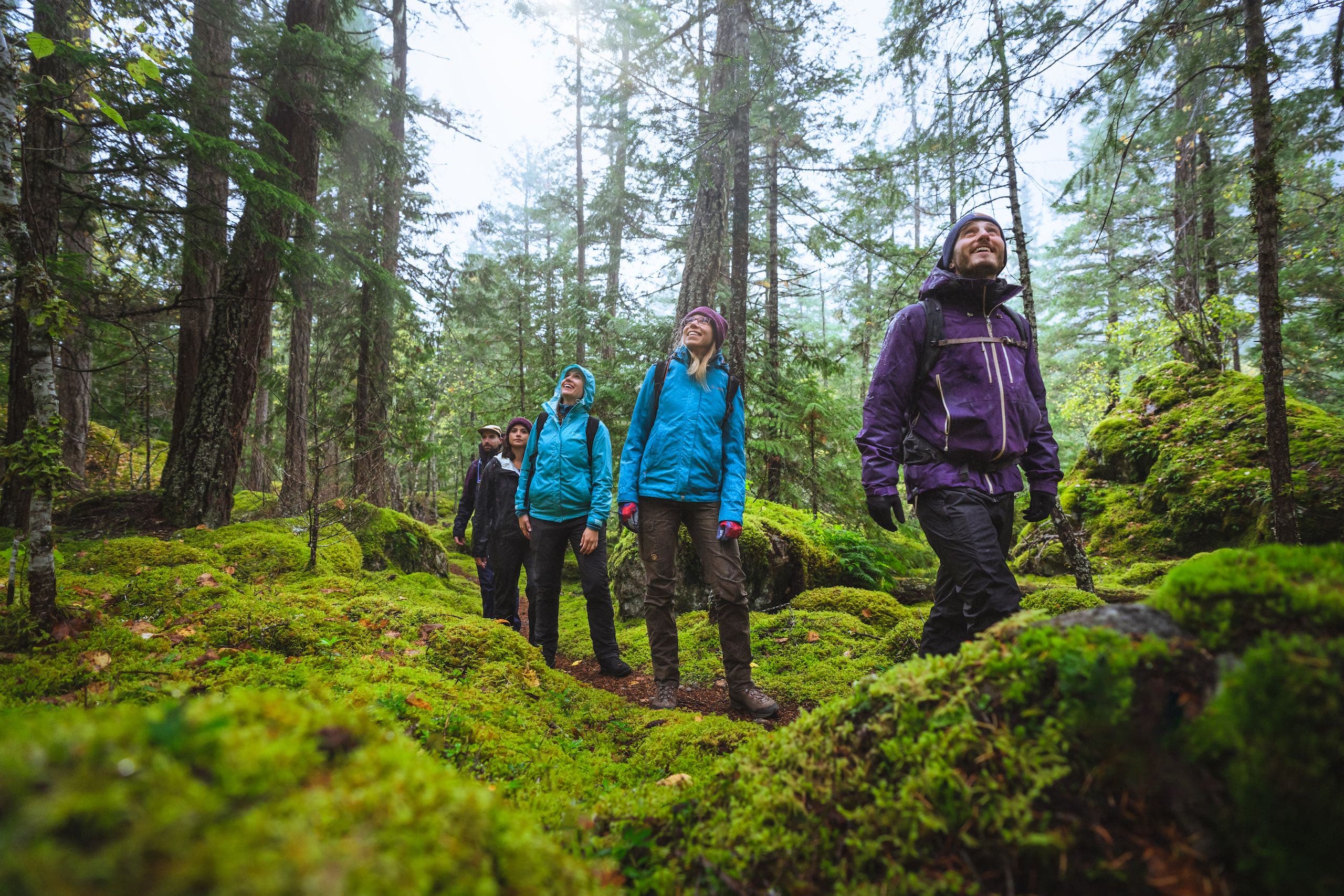 Peole looking up at trees in the wood