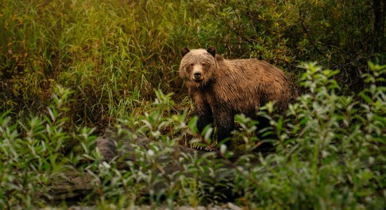 Canadian grizzly bear viewing at Tweedsmuir Park Lodge in the Great Bear Rainforest. Photo:Jesaja Class