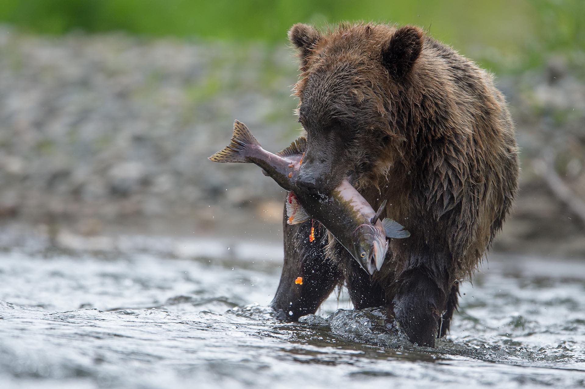 Grizzly bears, wildlife tours, located in the Great Bear Rainforest