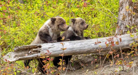 Grizzly Bear Cubs at Tweedsmuir Park Lodge by Mick Thompson September 2014 001
