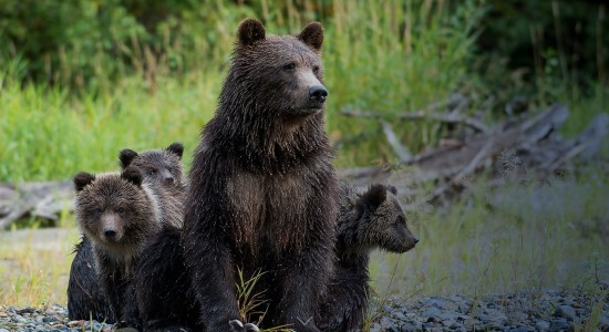 Grizzly bear sow & triplets at Tweedsmuir Park Lodge